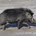 boar_hsb_rinca_h_2443_kom4812.jpg